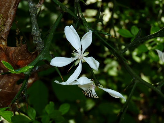 {Citrus trifoliata}